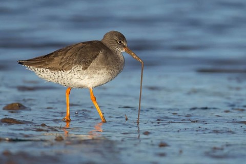 Common redshank (Tringa totanus) adult wading bird pulling a lug worm for food from a mudflat,