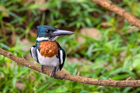 Male Amazon kingfisher, (Chloroceryle amazonas), perched, animals, birds, habitat, Costa Rica,