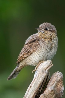 Jynx Torquilla, Wryneck, Birds, High Size, Portrait Format, Piciforms, Woodpeckers, Birds,