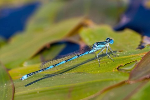 Azure damselfly, cercion lindenii, goblet-marked damselfly, cup azuremaid, sapphire eye,
