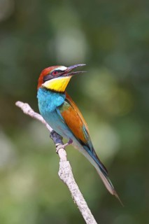 European bee-eater (Merops apiaster) perched on a branch, Lake Neusiedl, Burgenland, Austria