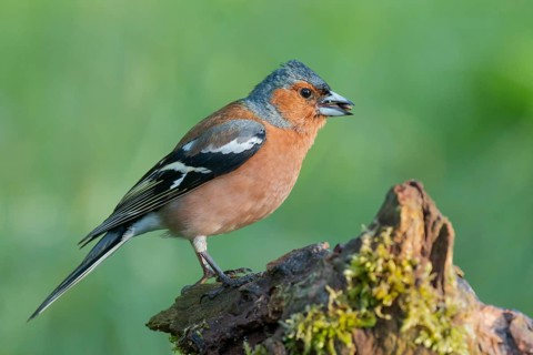 Common Chaffinch (Fringilla coelebs) male, Lower Saxony, Germany