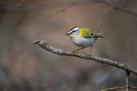 Common firecrest, golden chickens, regulus ignicapillus, golden chickens, birds, passeri,