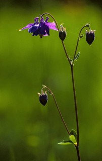 Columbine, aquilegia vulgaris, European columbine, common columbine, common columbine, buttercup
