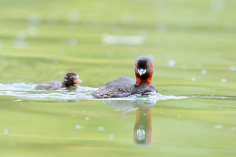 Little grebe (Tachybaptus ruficollis) with chicks, North Rhine-Westphalia, Germany