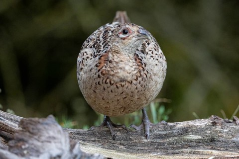 Pheasant (Phasianus colchicus) wbl Hungary