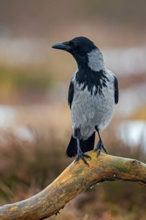 Northern European hooded crow (Corvus cornix cornix, Corvus corone cornix) perched on branch in