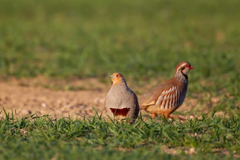 Grey or English or Hungarian partridge (Perdix perdix) adult bird and a Red legged partridge