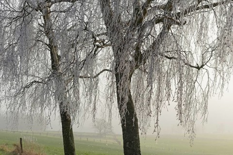 Birch trees (Betula), with icicle-covered branches and twigs, North Rhine-Westphalia, Germany
