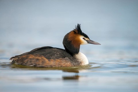Granelli, Great Crested Grebe, Italy, Pantano Cuba Lagoon, Pantani Cuba and Longarini, Podiceps