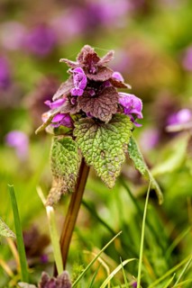 A purple-flowering plant photographed amongst green grass against a blurred background: the red