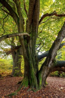 Group of old copper beeches (Fagus sylvatica) in an autumn scene in the Sababurg primeval forest,