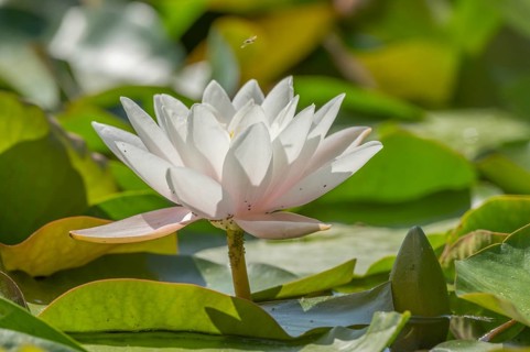 White lotus flowers lie on the surface of the pond. Lily pads surround the flowers. The water is