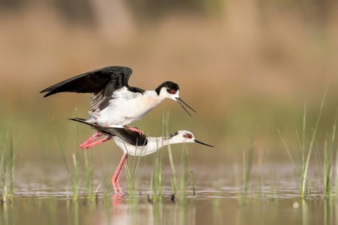 Black-winged Stilt (Himantopus himantopus) pair mating, Romania