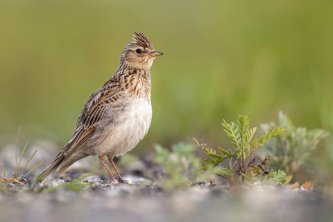 Eurasian Skylark (Alauda arvensis) male perched on the ground, Poland