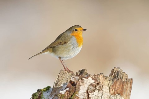 Robin (Erithacus rubecula) perched on a tree stump, wildlife, winter, animals, birds, songbird,