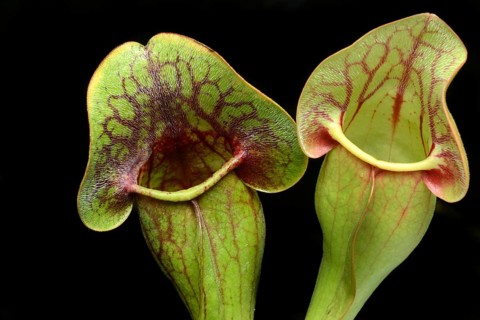 Red pitcher plant, Sarracenia purpurea, plant detail