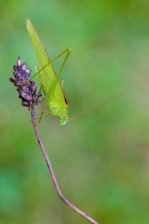 Brandenburg, common sickle scare, Germany, Grasshoppers, Nabu, national natural heritage, natural