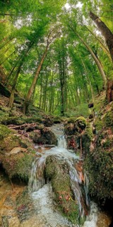 Small Werre Bach waterfall, in a lush green forest, surrounded by moss-covered stones, hiking in