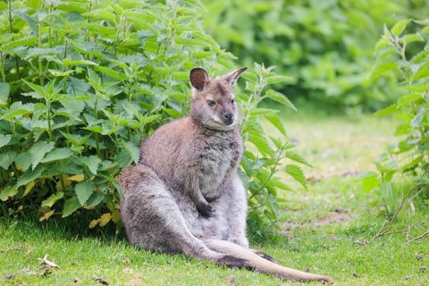 A red-necked wallaby (Macropus rufogriseus) is sitting relaxed in a green meadow with dense