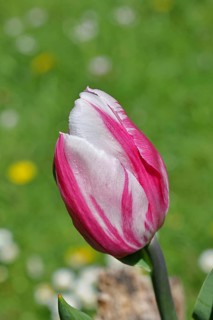 Tulip blossom (Tulipa), pink blossom, in a garden, close-up, inflorescence, early bloomer, spring,