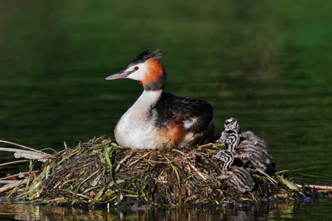 A great crested grebe (Podiceps cristatus) sits on its nest with its chick whilst incubating the