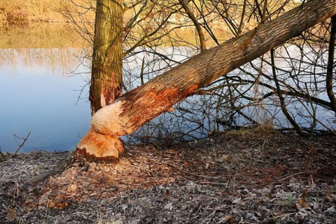 Silver willows (Salix alba) gnawed and felled by the European beaver (Castor fiber) on the River