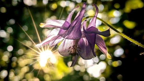Close-up, purple flower, columbine (Aquilegia), bathed in sunlight with a radiant effect and a
