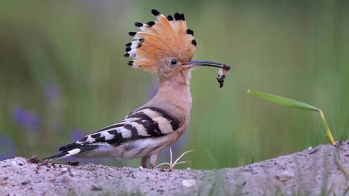 Hoopoe (Upupa epops) – Bird of the Year 2022, male during courtship, calling, nuptial gift, prey,