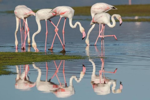 Greater Flamingo (Phoenicopterus roseus) group foraging in shallow water, Greece