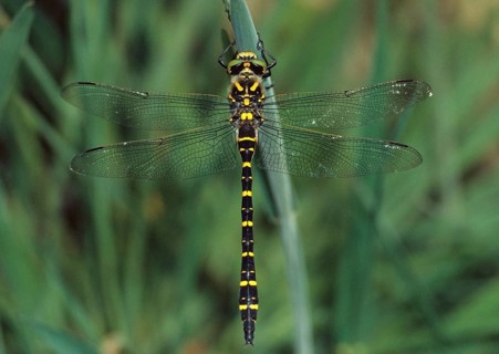 Cordulegaster Boltoni, Golden-ringed Dragonfly, Two-Striped Spring Maiden, Anisoptera, Damselflies,