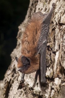 Nathusius pipistrelle, Pipistrellus nathusii, roughskin bat, bats, chiroptera, bats, high size,
