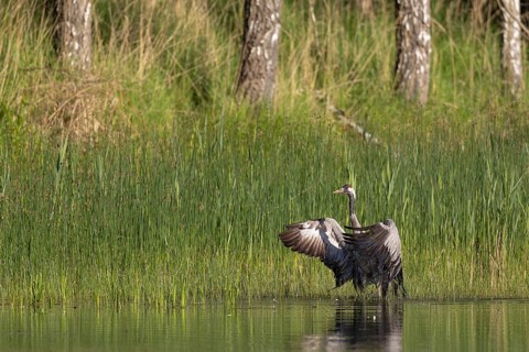 Crane (Grus grus), a crane bathing in a fish pond, Lusatia, Saxony, Germany