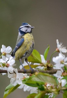 Blue tit, fruit tree blossom, parus caeruleus, birds, spring, garden birds, tits, passeri,
