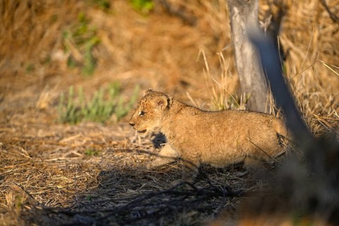 A young lion (Panthera leo) near Atzaró Camp, Okavango Delta, North-West District, Botswana