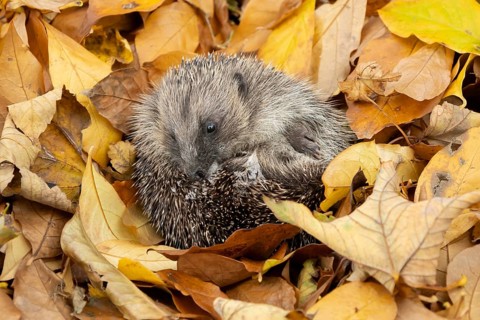 European hedgehog (Erinaceus europaeus) adult animal resting on autumn colour leaves in a garden,