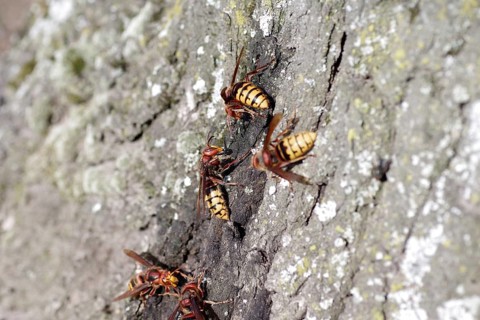 European hornet (Vespa crabro), tree trunk, food source, several hornets drinking the nutrient-rich
