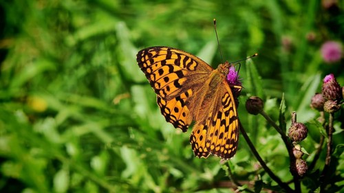 Butterfly, large pearl-spotted fritillary (Argynnis aglaja), close-up with vividly patterned wings