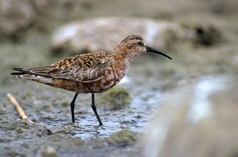 Calidris ferruginea, curlew sandpiper, sickle sandpiper, birds, charadriiformes, limikolen, sleep,
