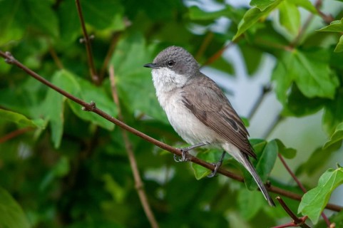 Brandenburg, Germany, rattlegrass warbler, lesser whitethroat, Nabu, national natural heritage,
