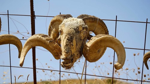Weathered ram head with impressive horns attached to a fence against a blue sky, Amari Basin,