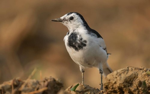 A white wagtail (Motacilla alba) stands on the ground against a blurred background, Sreepur,