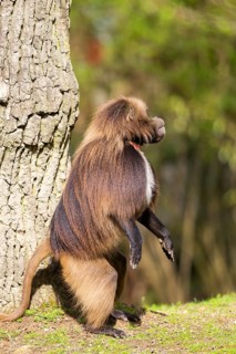 Gelada (Theropithecus gelada) male monkey stands on its hind feet and looks out, captive,