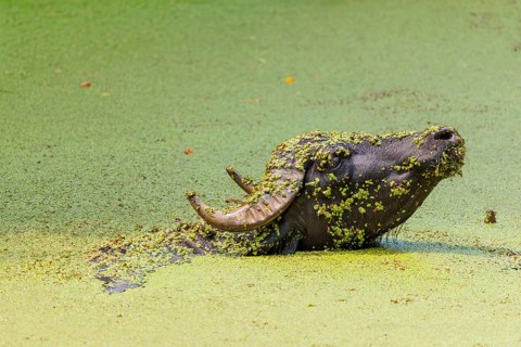 A water buffalo (Bubalus bubalis) swims in a pond covered with duckweed (Lemnoideae) and lifts its