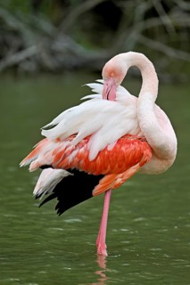Pink flamingo (Phoenicopterus roseus), standing in the water preening its plumage, Camargue