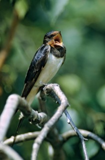 Hirundo rustica, house martin, swallow, birds, song, high size, portrait, male, passeri, swallows,