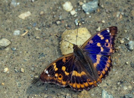 Apatura ilia, small iridescent butterfly, lesser purple emperor, butterfly, insects, leo,
