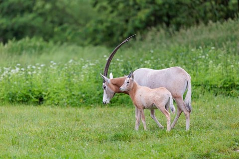A female Scimitar Oryx (Oryx dammah) and a young run across a green meadow on a cloudy day. Extinct