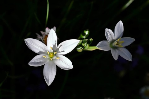 Star of Bethlehem (Ornithogalum umbellatum), umbel milk star, grass lily in bloom, at the first