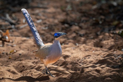 An Olive-capped Silky Cuckoo green Cap Coa (Coa olivaceiceps) in the thorn forests of Mangily Ifaty